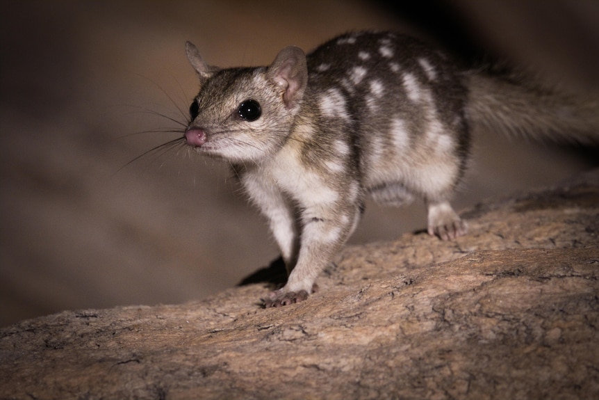 A quoll on high alert while standing on a rock