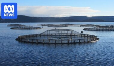 CSIRO survey finds drop in community support for Tasmanian salmon industry