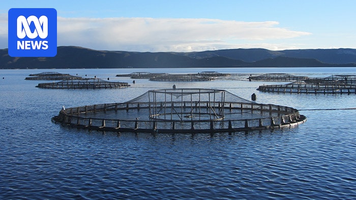 CSIRO survey finds drop in community support for Tasmanian salmon industry
