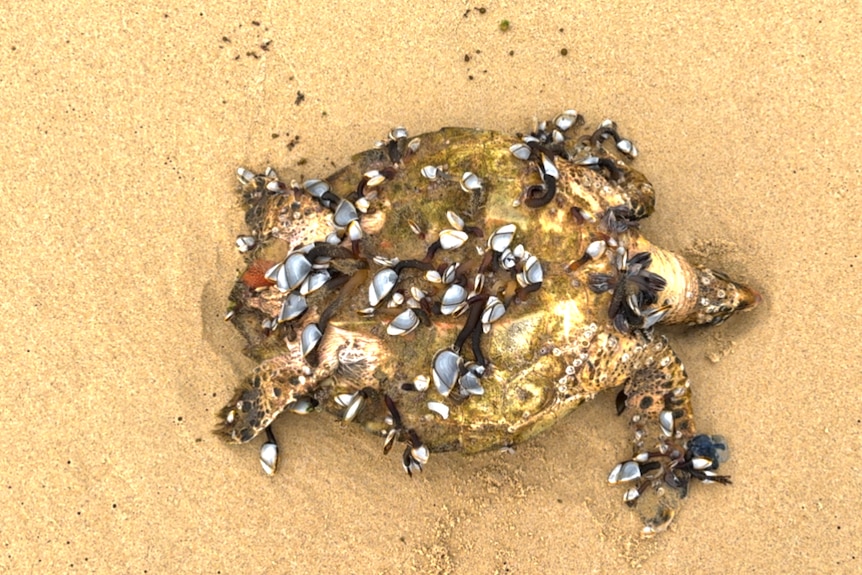 A turtle covered in barnacles lies on a sandy beach