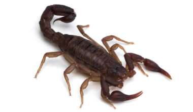 Scientists Can Now Predict Where the World’s Deadliest Scorpions Are Most Likely to Strike