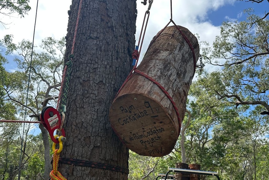 A rope hoisting up a large log onto the side of a tree., blue sky with clouds above.