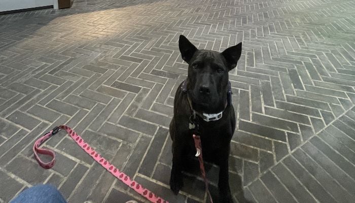 Sydney-based AI consultant Conynghams cancer-affected dog Rosie can be seen in this undated image. — X/@paul_conyngham