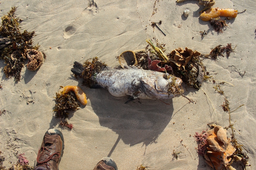 A dead fish on the sand surrounded by coral and seaweed.