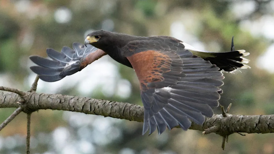 Bird in flight over a tree branch, the tips of her tail feathers are white. Her yellow based black beak is hooked, ideally suited for tearing flesh