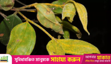 Scientists warn Australia’s “zombie tree” could disappear within a generation