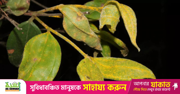 Scientists warn Australia’s “zombie tree” could disappear within a generation