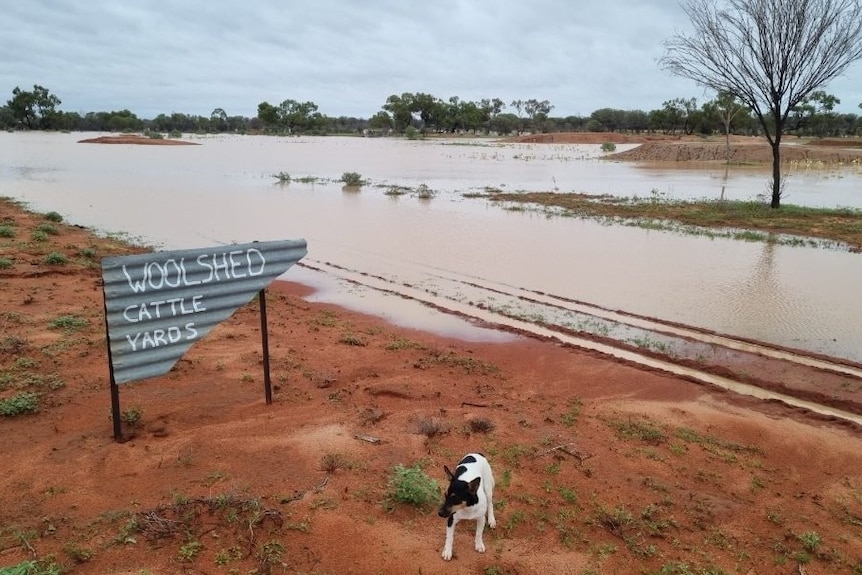 A flooded remote property with a cattle yard sign and a jack russel dog
