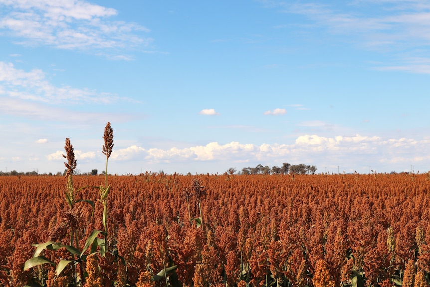 Sorghum is a field. two crops standing taller than the others.