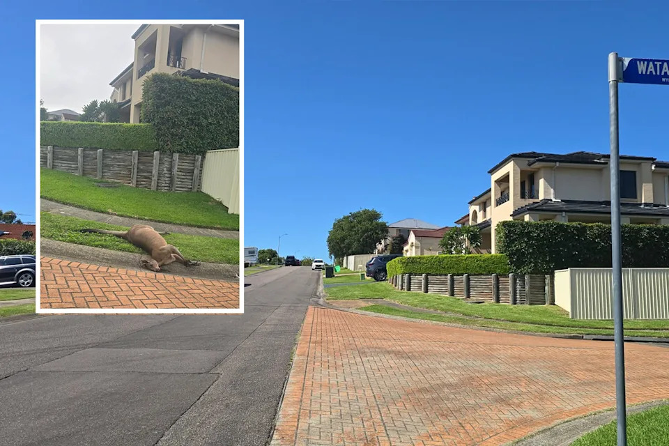 Background: A street in Wyee taken on March 25. Inset: The same street on March 17, with a dead kangaroo on it.