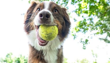 Tennis Balls Can Harm Your Dog. These Alternatives Are Safer