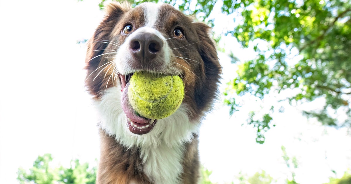 Tennis Balls Can Harm Your Dog. These Alternatives Are Safer