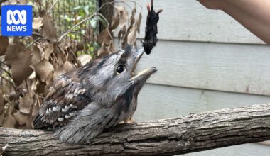 Experts say pest control still possible as Australia-wide ban on commercial rat baits looms