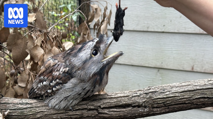 Experts say pest control still possible as Australia-wide ban on commercial rat baits looms
