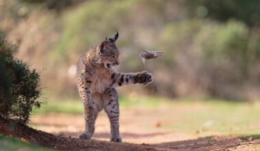 Wildlife Photographer of the Year Nuveen People’s Choice Award Winner crowned for Iberian lynx image