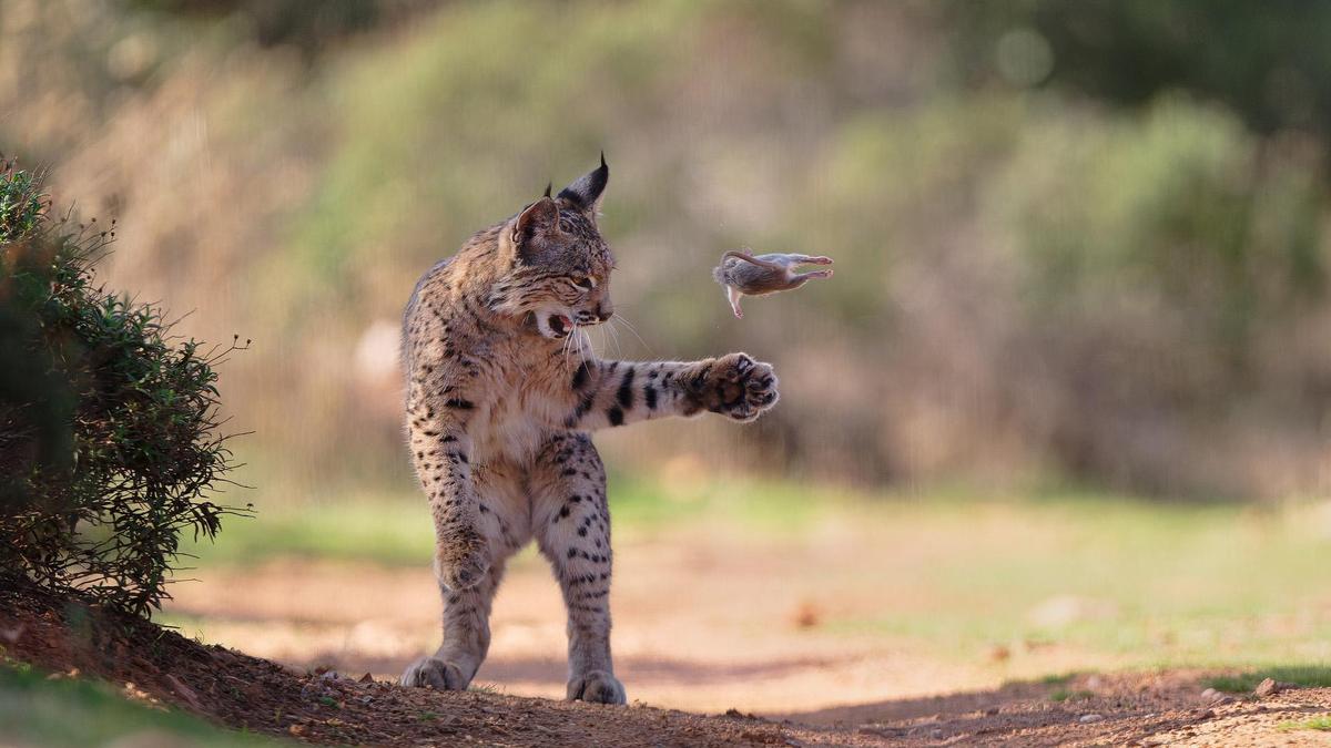 Wildlife Photographer of the Year Nuveen People’s Choice Award Winner crowned for Iberian lynx image