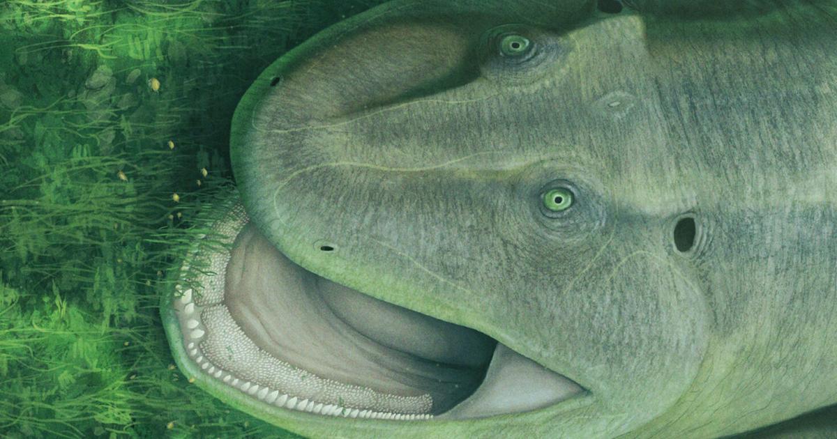 Creature with twisted jaw and sideways-facing teeth discovered - OC Today-Dispatch