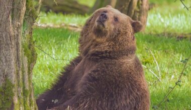 Watch bears bask in sun after waking up from restful hibernation | National News