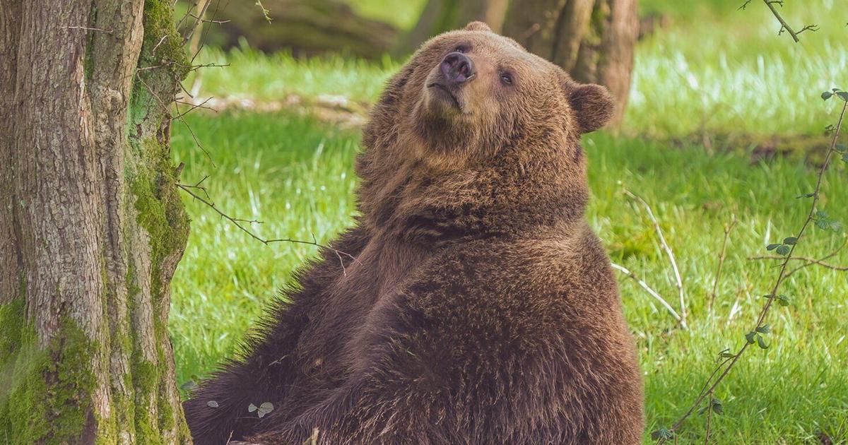 Watch bears bask in sun after waking up from restful hibernation | National News