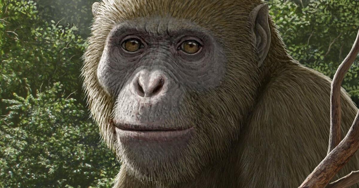 New ape discovery ‘reshaping’ understanding of evolution - OC Today-Dispatch