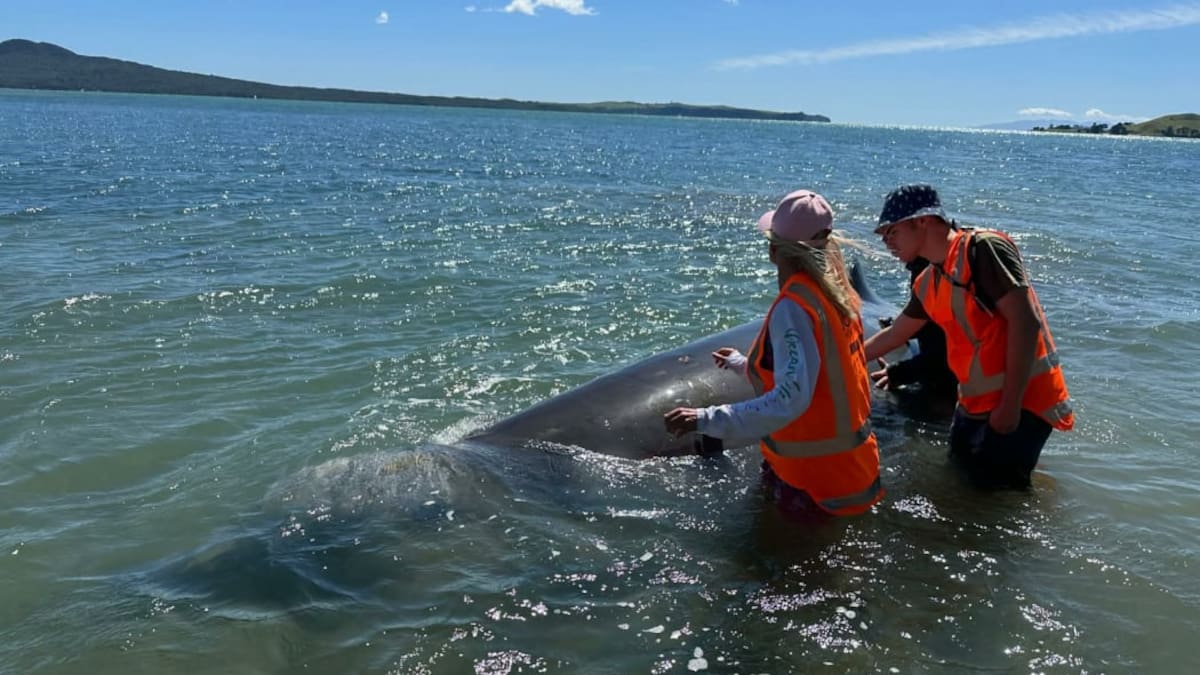 Deep-sea whale strands on central Auckland beach
