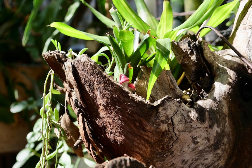 Two red toadstool figurines in a fern pot.