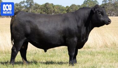 Good looks drive $235,000 record-breaking sale of South Australian Angus bull