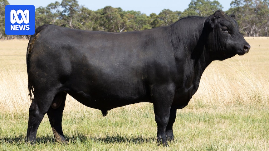 Good looks drive $235,000 record-breaking sale of South Australian Angus bull