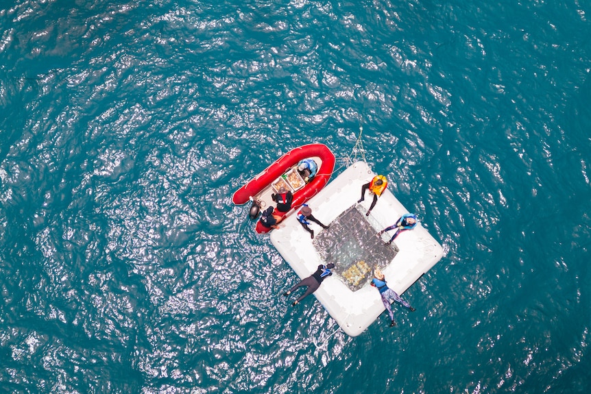 An aerial shot of a white floating pool with netting in the middle and a rubber dinghy beside it.