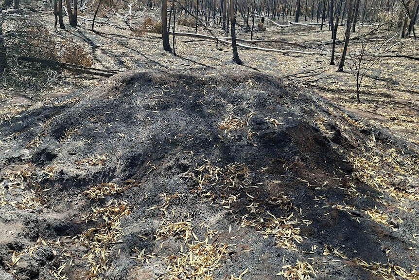 A large burnt mound.