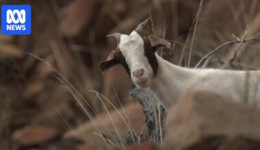 Drought and floods create perfect storm for feral goats, pigs and camels to take over South Australia