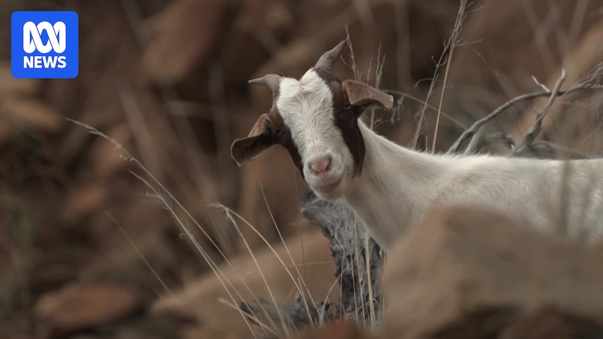 Drought and floods create perfect storm for feral goats, pigs and camels to take over South Australia