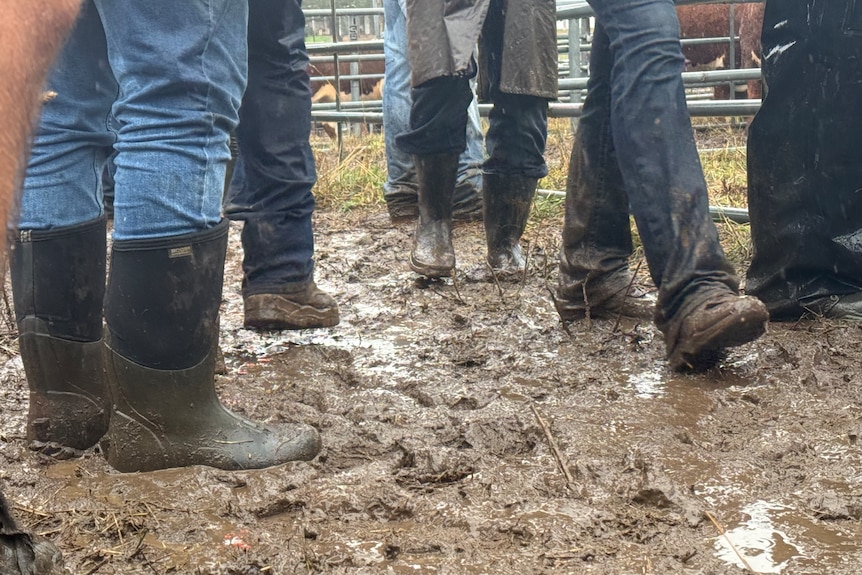 Several pairs of legs in jeans wearing gumboots and boots in the mud