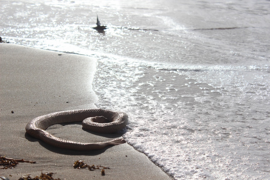 A dead sea snake on the shoreline with water coming in.