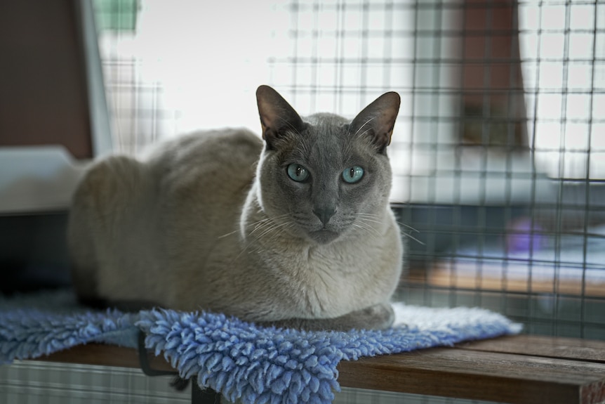 A grey cat with blue eyes in a cage.