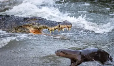 The crocodile was seen snapping at the otters several times, but the semi-aquatic creatures were able to deftly flee from its huge jaws.