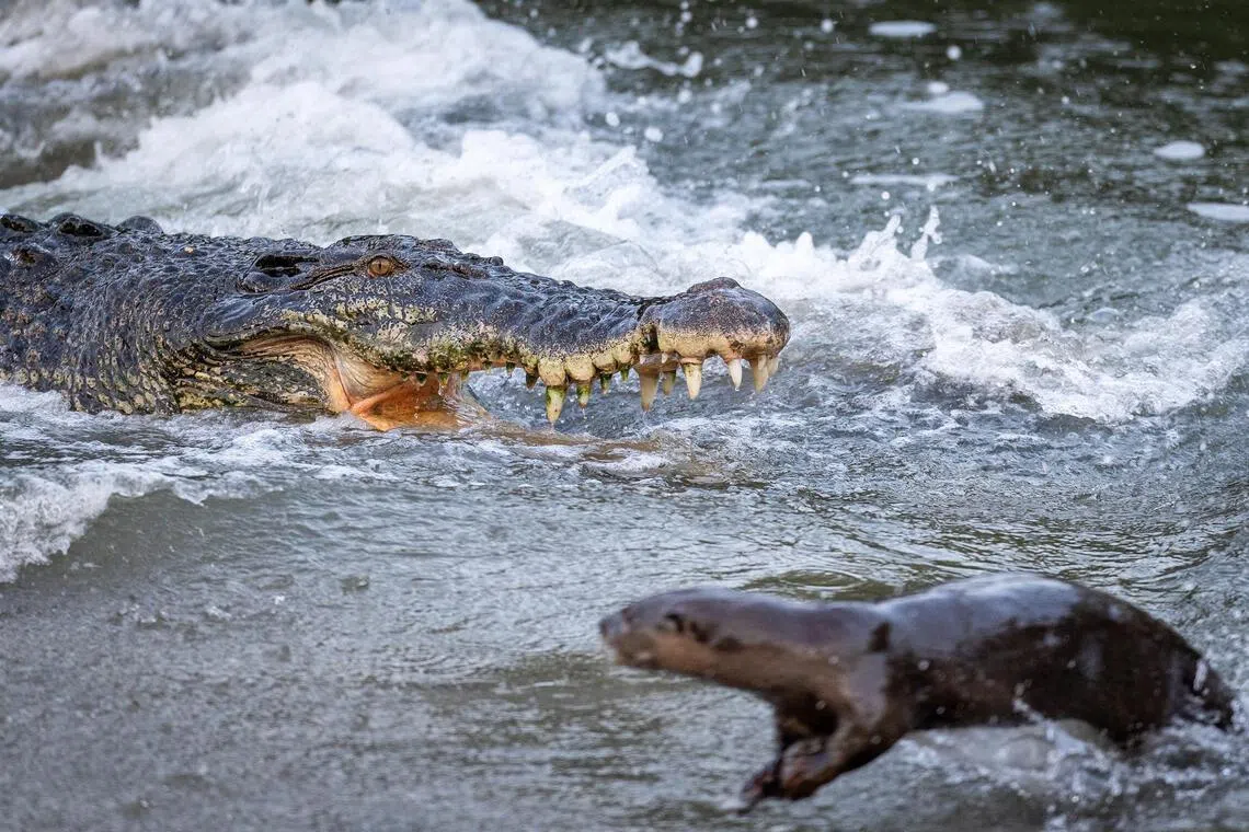 The crocodile was seen snapping at the otters several times, but the semi-aquatic creatures were able to deftly flee from its huge jaws.