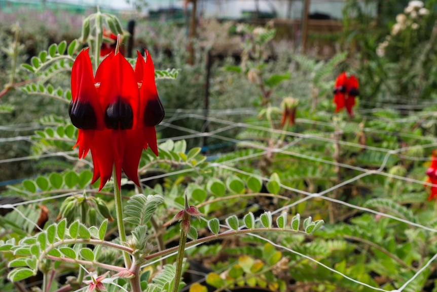 A red flower with several oblong petals growing up through a net of string.