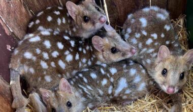 Wild breeding success for released eastern quolls in Tasmania’s Midlands