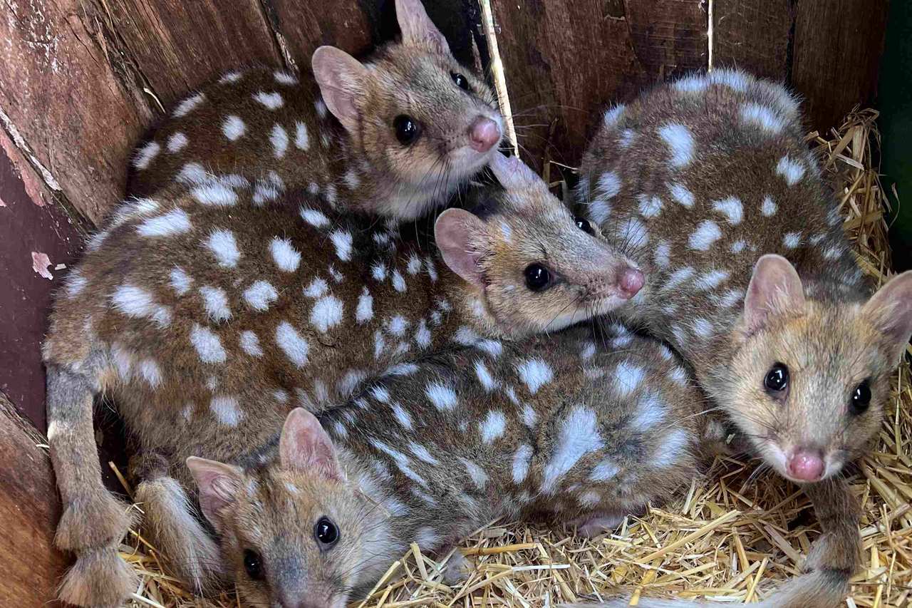 Wild breeding success for released eastern quolls in Tasmania’s Midlands