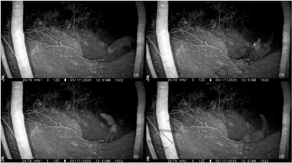 Red fox preying on a wolf pup in May 2025 (Current Zoology)