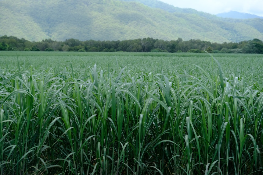 A green crop of sugar cane with mountains in background