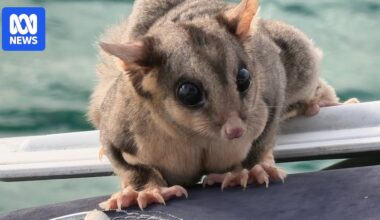 Queensland boaties in stand-off with stowaway sugar glider discovered sailing in Moreton Bay
