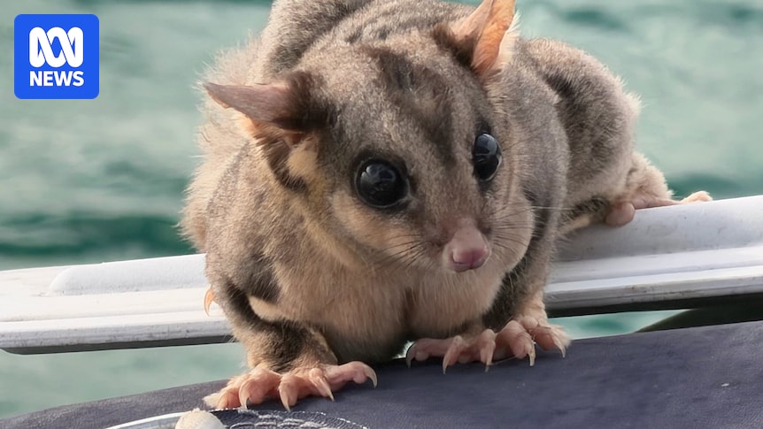 Queensland boaties in stand-off with stowaway sugar glider discovered sailing in Moreton Bay