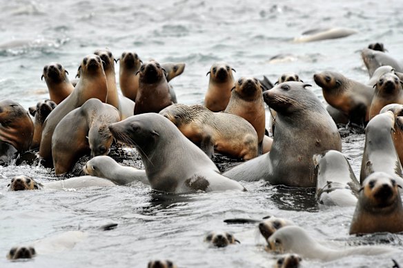 Seals at Seal Rocks on Phillip Island.