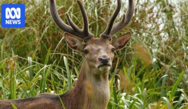 Farmers and conservationists form 'emergency alliance' against invasive species