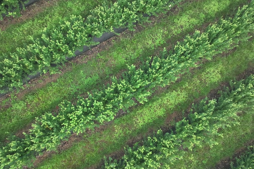Aerial view of planted blueberries.