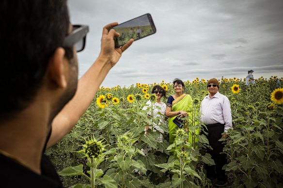 The Vyas family from Sydney take selfies amid the sunflower crop on Sunday.