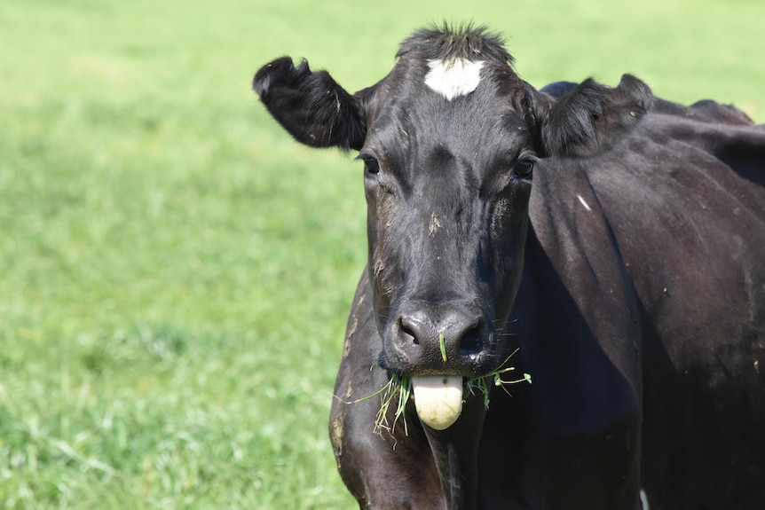 A black dairy cow with its tongue sticking out standing in a green field.
