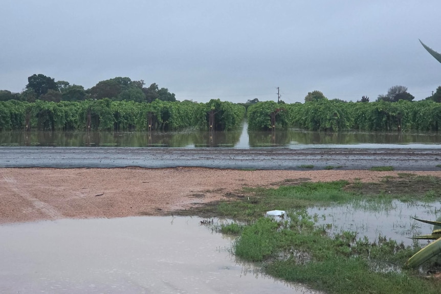 Grape vines with a large amount of water pooled underneath